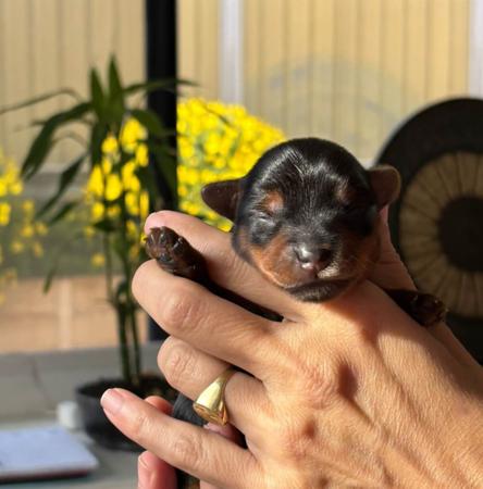 Yorkshire Terrier puppy for sale by MINNIEAMOR