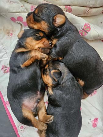 Yorkshire Terrier puppy for sale by MINNIEAMOR