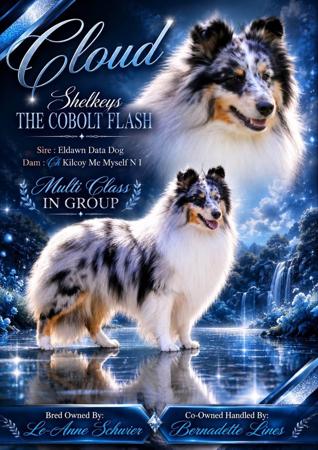 Shelkeys The Cobolt Flash (POSITIVE CEA Ch , NEGATIVE GEN CLEAR PRA, MDR1, VW3 DM) S/S NON WHITE Factor Shetland Sheepdog