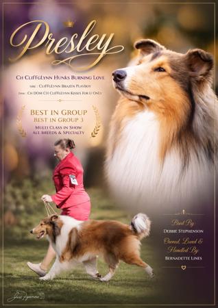 BIG Australian Champion Cliffglynn Hunka Burning Love Collie (Rough)