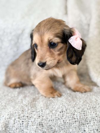 Top long hair daschund puppies Shop