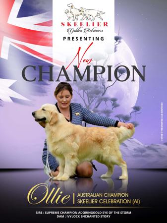 Golden Retriever for sale by SKEELIER