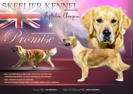 Golden Retriever for sale by SKEELIER