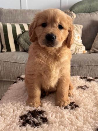 Golden Retriever for sale by SKEELIER