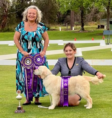 Golden Retriever for sale by SKEELIER