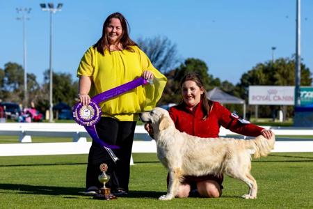 Golden Retriever for sale by SKEELIER