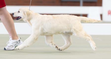 Skeelier Go Frost Yourself Golden Retriever