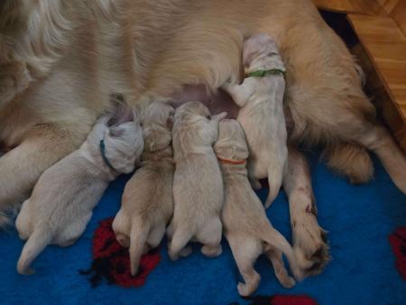 Golden Retriever puppy for sale by SKEELIER