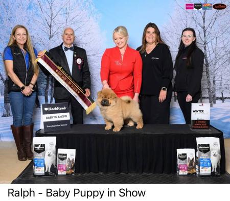 Chow Chow for sale by BUTTERBULL