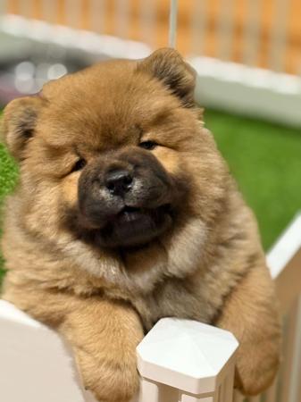 Chow Chow for sale by BUTTERBULL