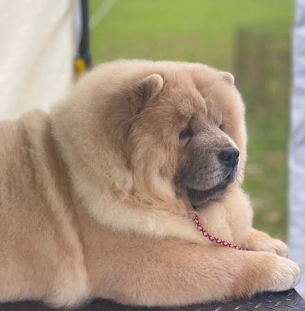 Chow Chow for sale by BUTTERBULL