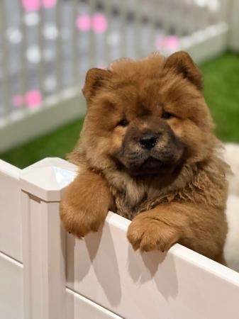 Chow Chow for sale by BUTTERBULL