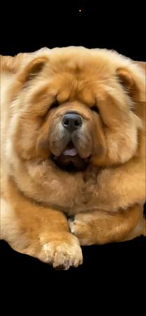 Chow Chow for sale by MOLLY74