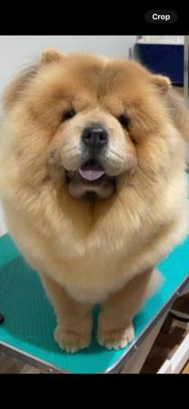 Chow Chow for sale by BUTTERBULL