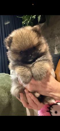 Pomeranian puppy for sale by MOLLY74