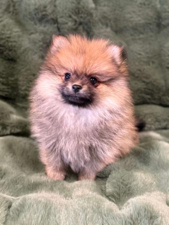 Pomeranian puppy for sale by MOLLY74
