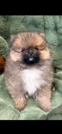 Pomeranian puppy for sale by BUTTERBULL