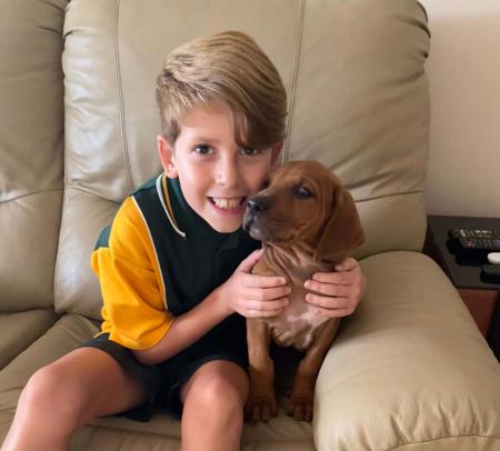 Rhodesian Ridgeback puppy for sale by MARMATIA