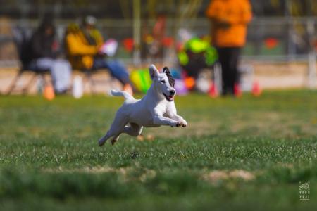 Fox Terrier (Smooth) for sale by WALKALLOVAU