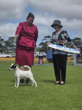Fox Terrier (Smooth) for sale by WALKALLOVAU