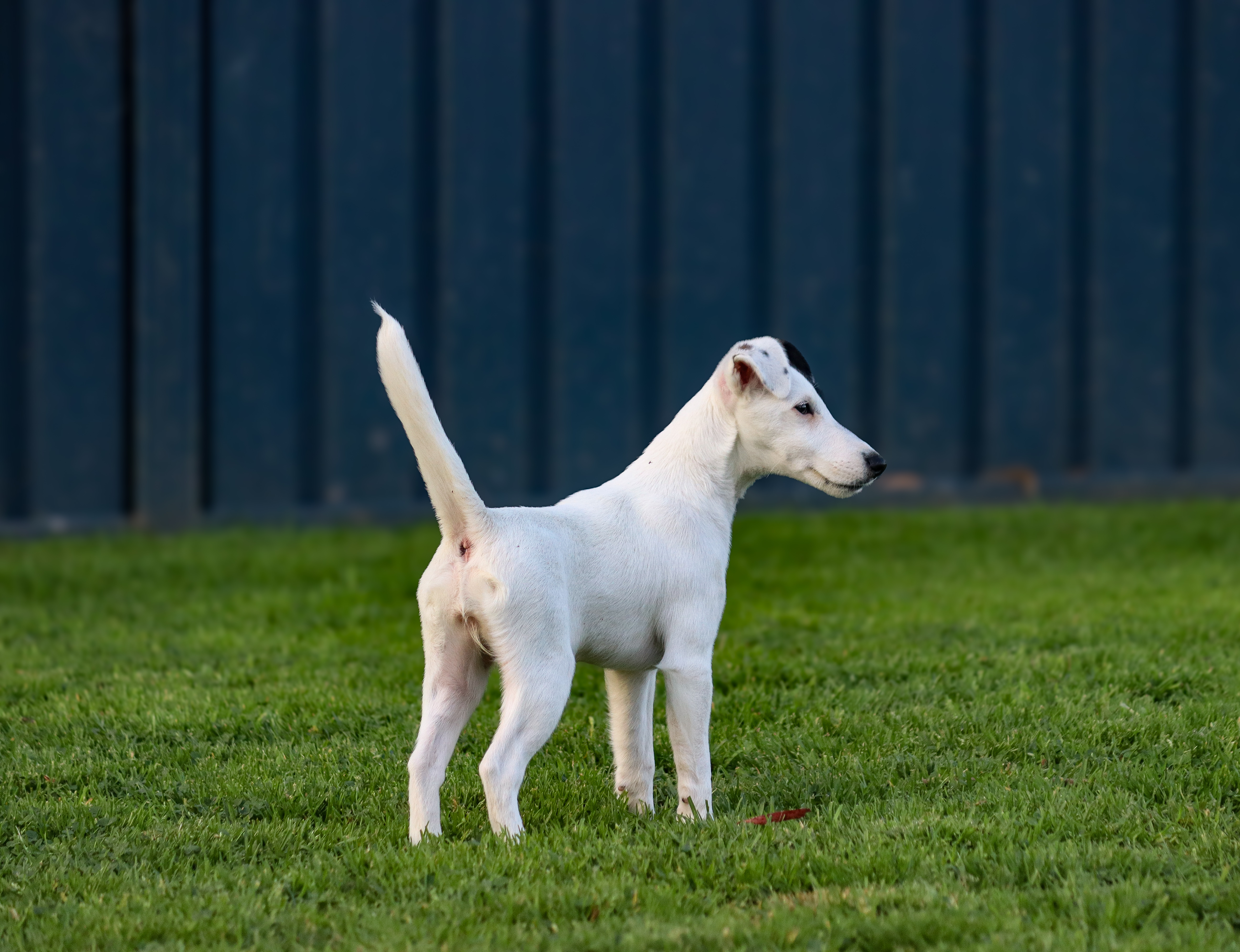 Fox Terrier (Smooth) for sale by WALKALLOVAU