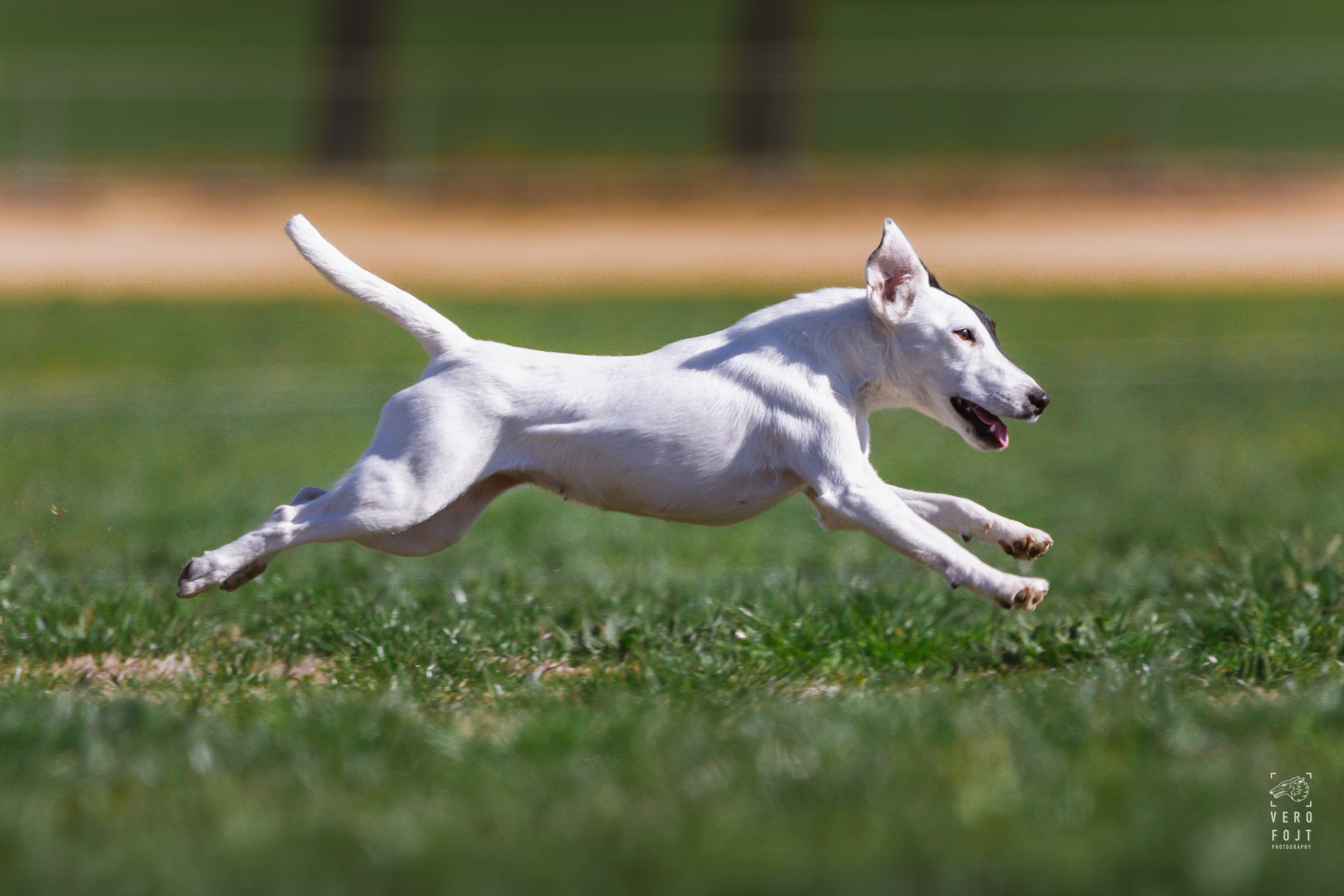 Fox Terrier (Smooth) for sale by WALKALLOVAU