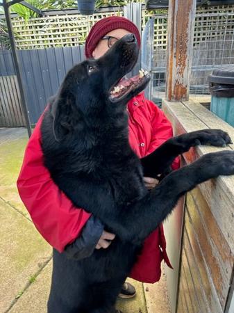 German Shepherd Dog for sale by VONNUFORCE