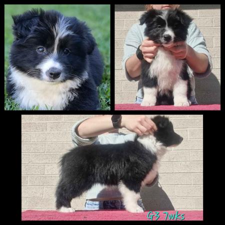 Border Collie for sale by LOVETORUN