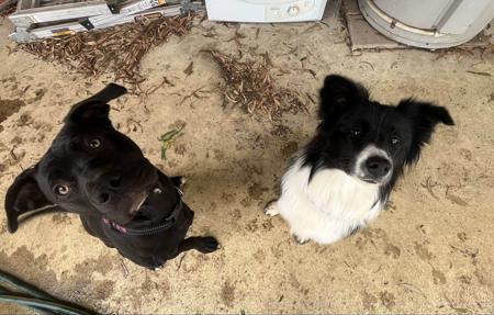 Border Collie for sale by LOVETORUN