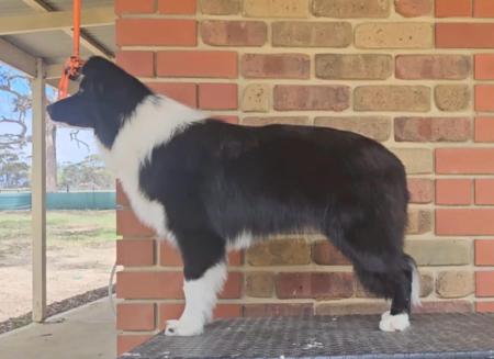 Border Collie for sale by LOVETORUN