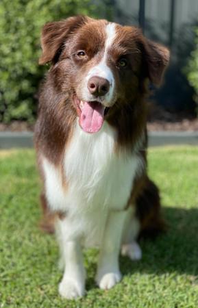 Border Collie for sale by LOVETORUN