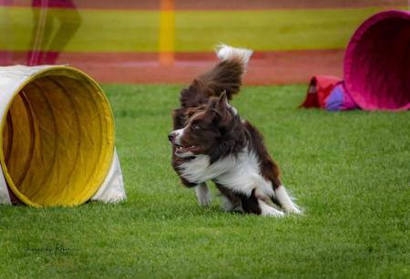 Border Collie for sale by LOVETORUN