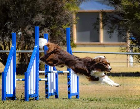 Border Collie for sale by LOVETORUN