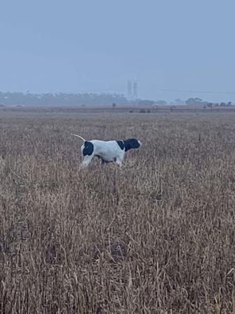 Pointer for sale by ULTRAFIELD