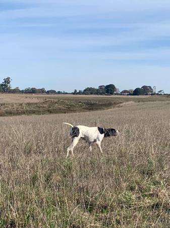 Pointer for sale by ULTRAFIELD