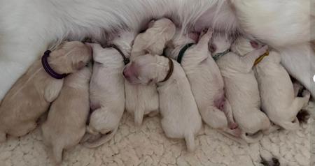 Golden Retriever puppy for sale by LISAK