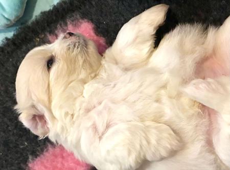Coton De Tulear puppy for sale by GUYSNDOLLS