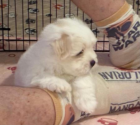 Coton De Tulear puppy for sale by GUYSNDOLLS