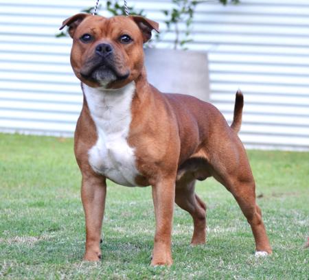 Staffordshire Bull Terrier for sale by BELLEDEN
