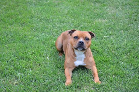 Staffordshire Bull Terrier for sale by BELLEDEN