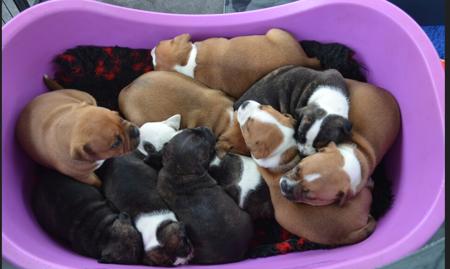 Staffordshire Bull Terrier for sale by BELLEDEN