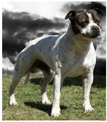 Staffordshire Bull Terrier for sale by BELLEDEN