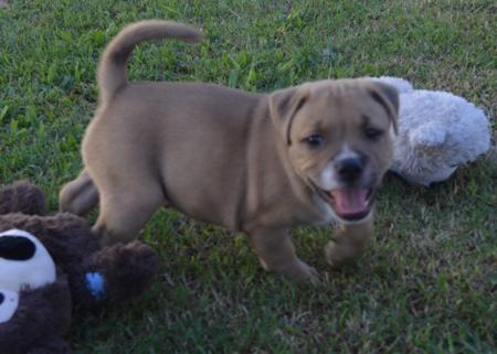Staffordshire Bull Terrier puppy for sale by BELLEDEN