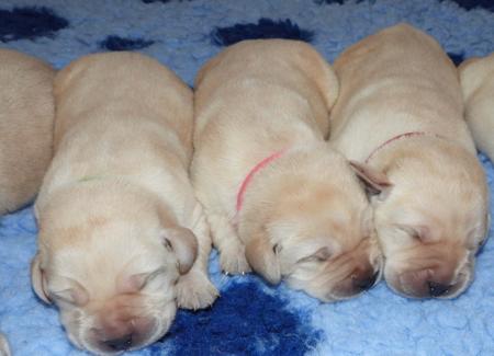 Labrador Retriever for sale by DOWLFALLS