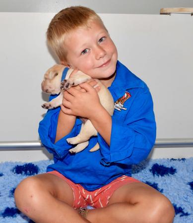 Labrador Retriever for sale by DOWLFALLS