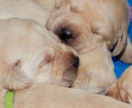 Labrador Retriever for sale by DOWLFALLS