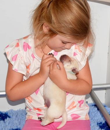 Labrador Retriever for sale by DOWLFALLS