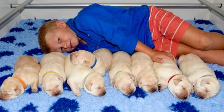 Labrador Retriever for sale by DOWLFALLS