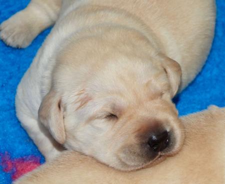 Labrador Retriever for sale by DOWLFALLS