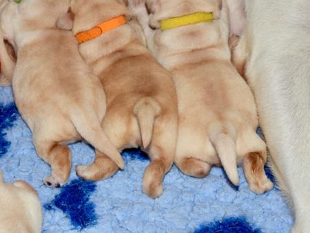 Labrador Retriever for sale by DOWLFALLS